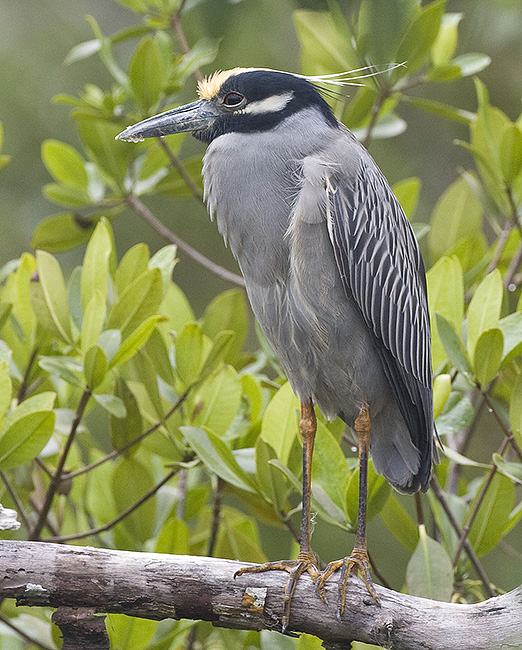 Yellow-crowned Night Heron