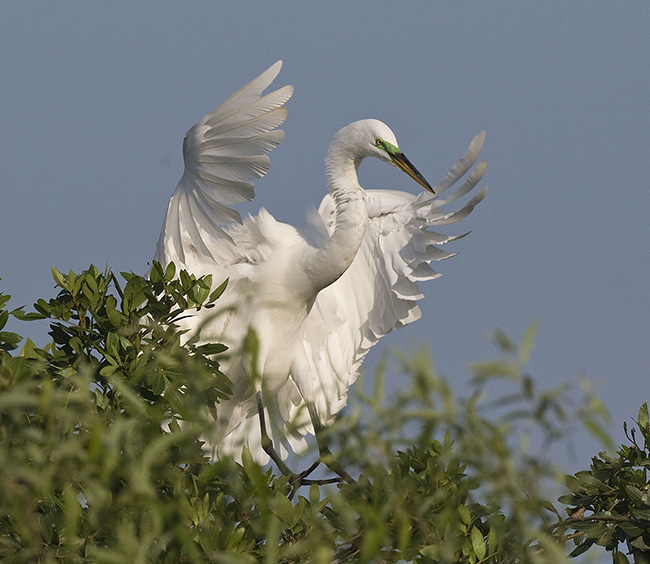Great Egret Stretches