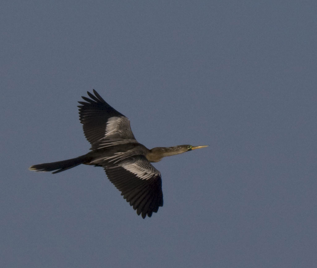 Anhinga in flight