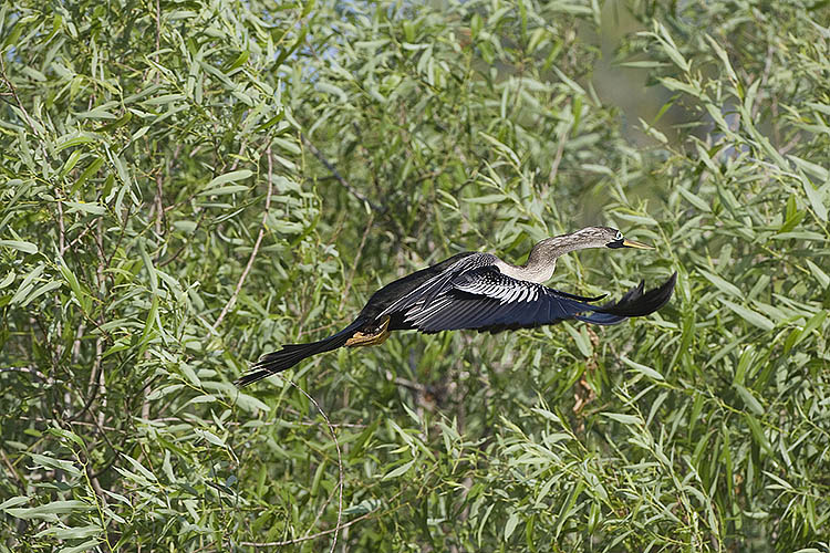 Anhinga in flight