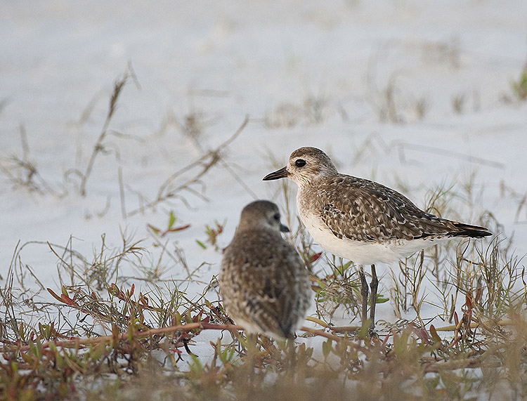 Black-bellied PLovers