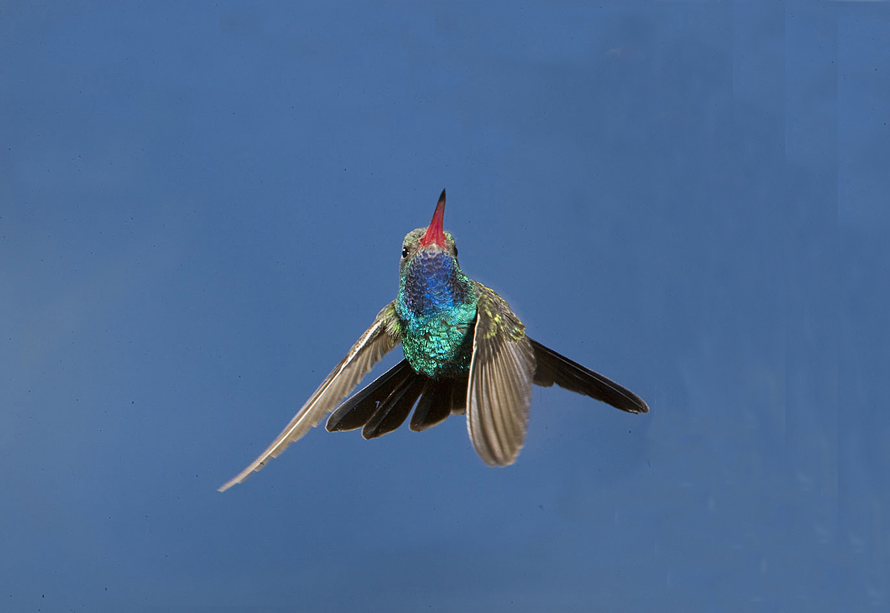 Broad-billed Hummingbird,male in flight