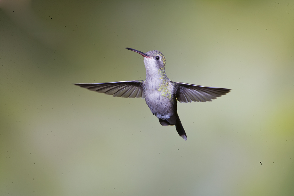 Broad-billed Hummingbird,female in flight