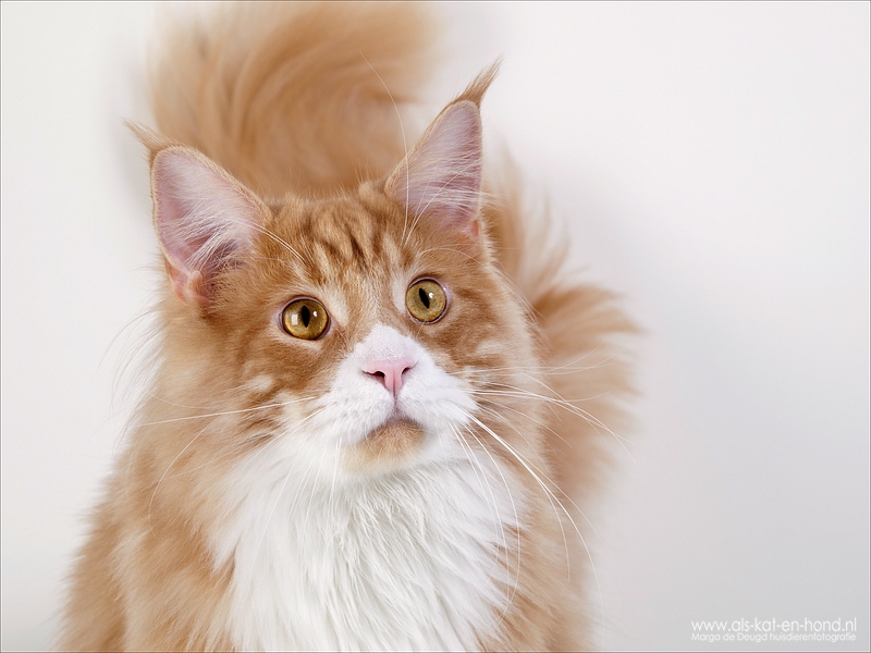 Otto