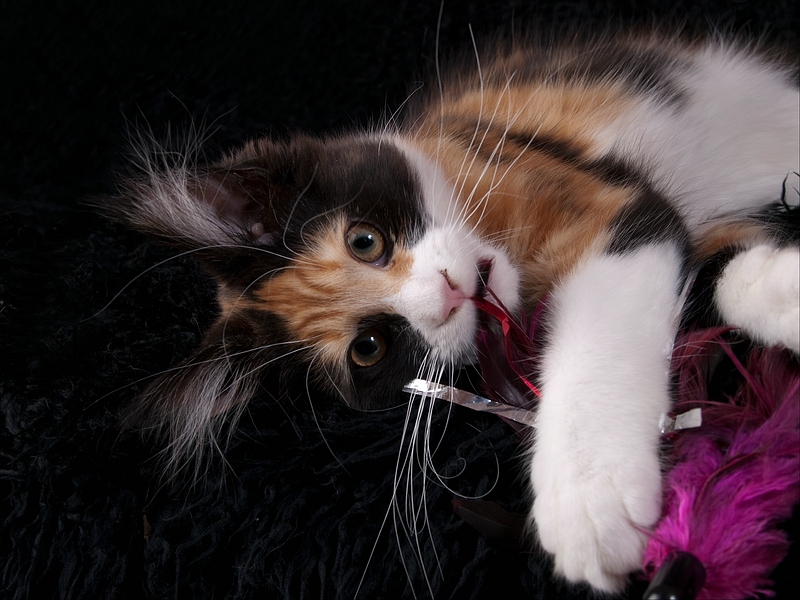 WEB_2013_3315618-02.JPG