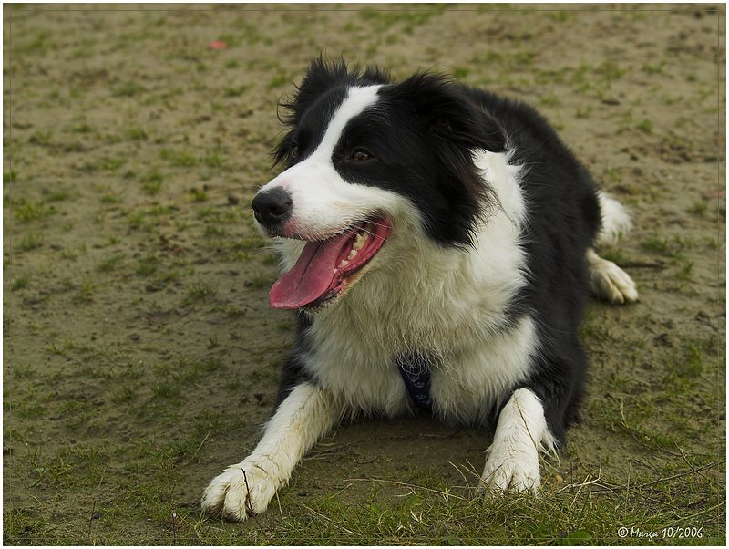 Border Collie