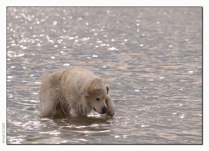 Golden retriever - no icebear :-)