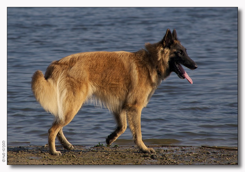 Yenko - Tervuerense herder - Belgium Shepard