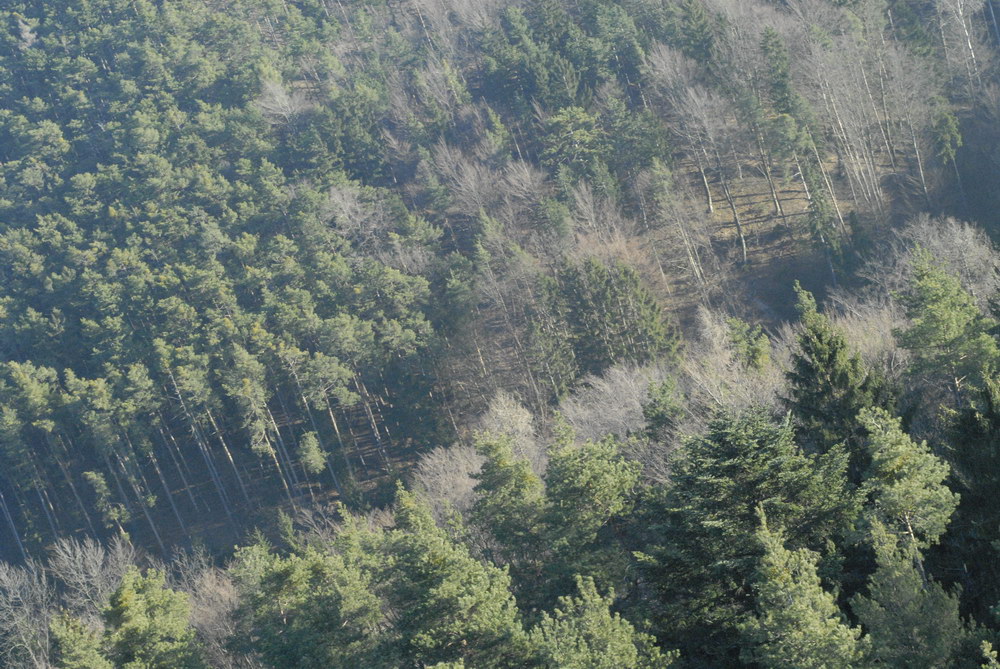 der Kamera zuerst Wald