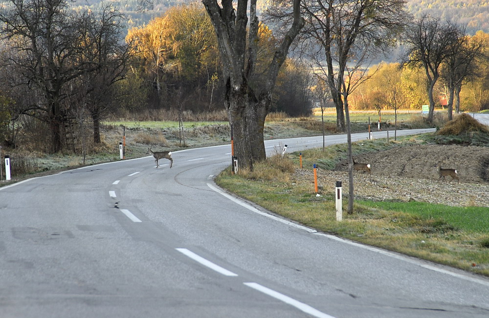 Achtung auf Wildwechsel am Morgen und am Abend !