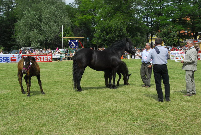 pferd_130_exposure.JPG