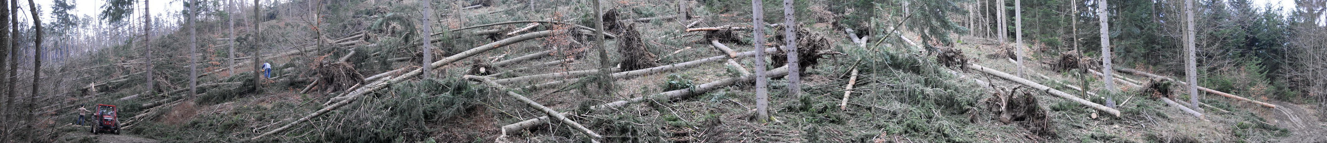 26. Jnner 2008: Sturm Paula legt mehr als 6 Millionen Festmeter Holz um