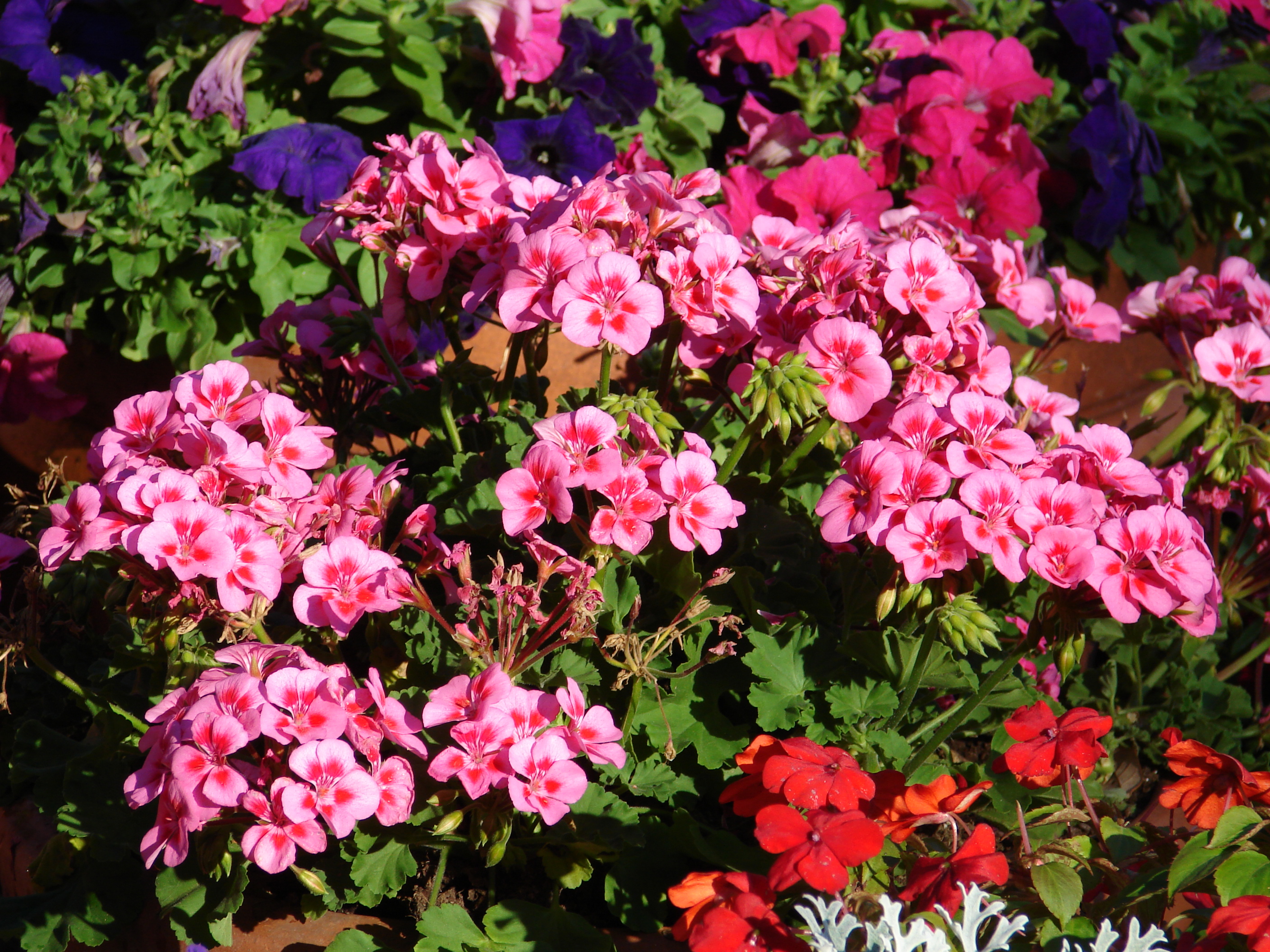 Flowers at Downtown Disney.