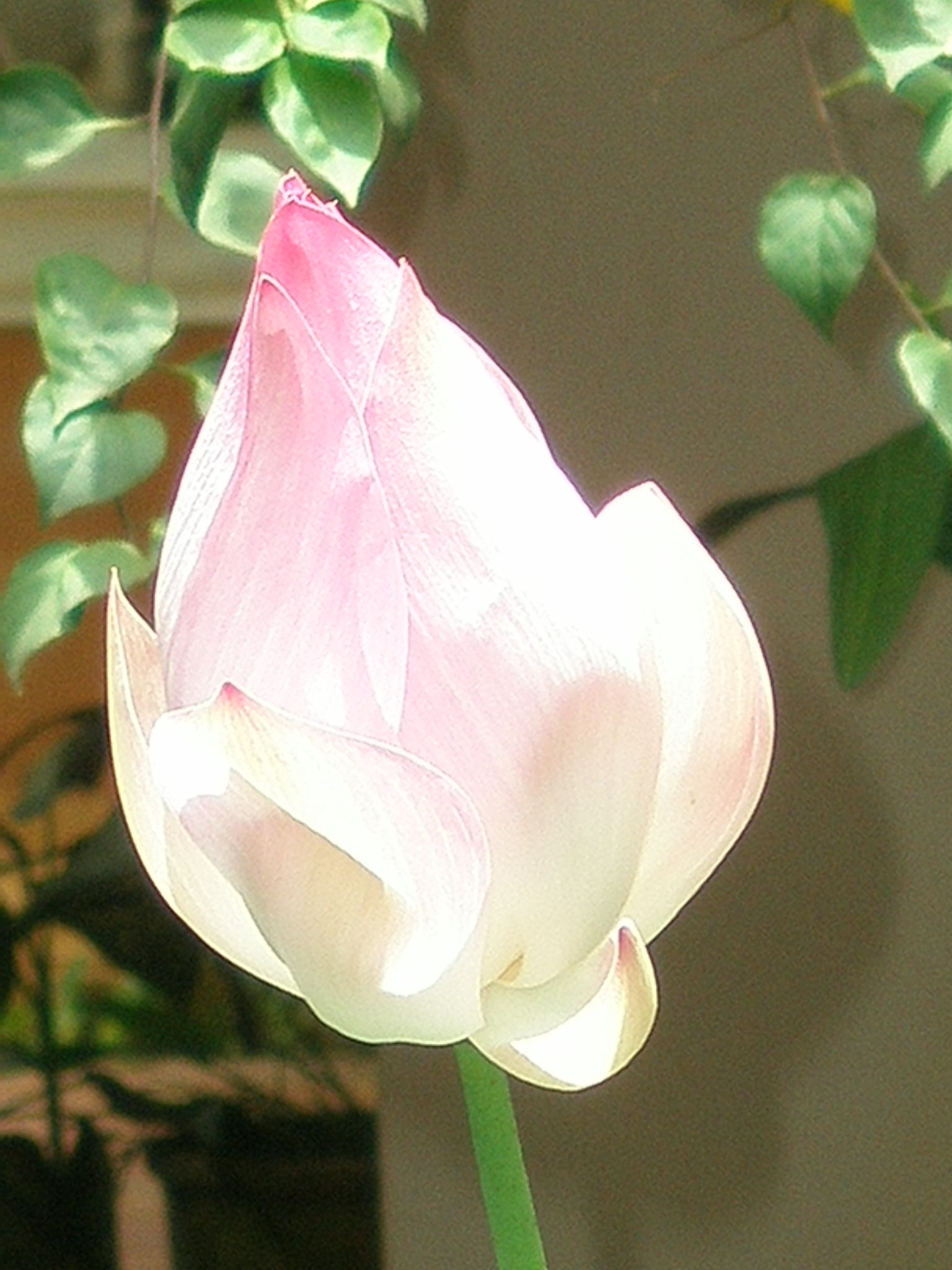 P1010514.JPG