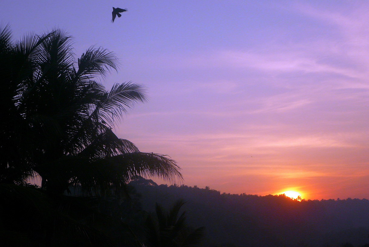 THE SUN-RISING  AND THE BIRD
