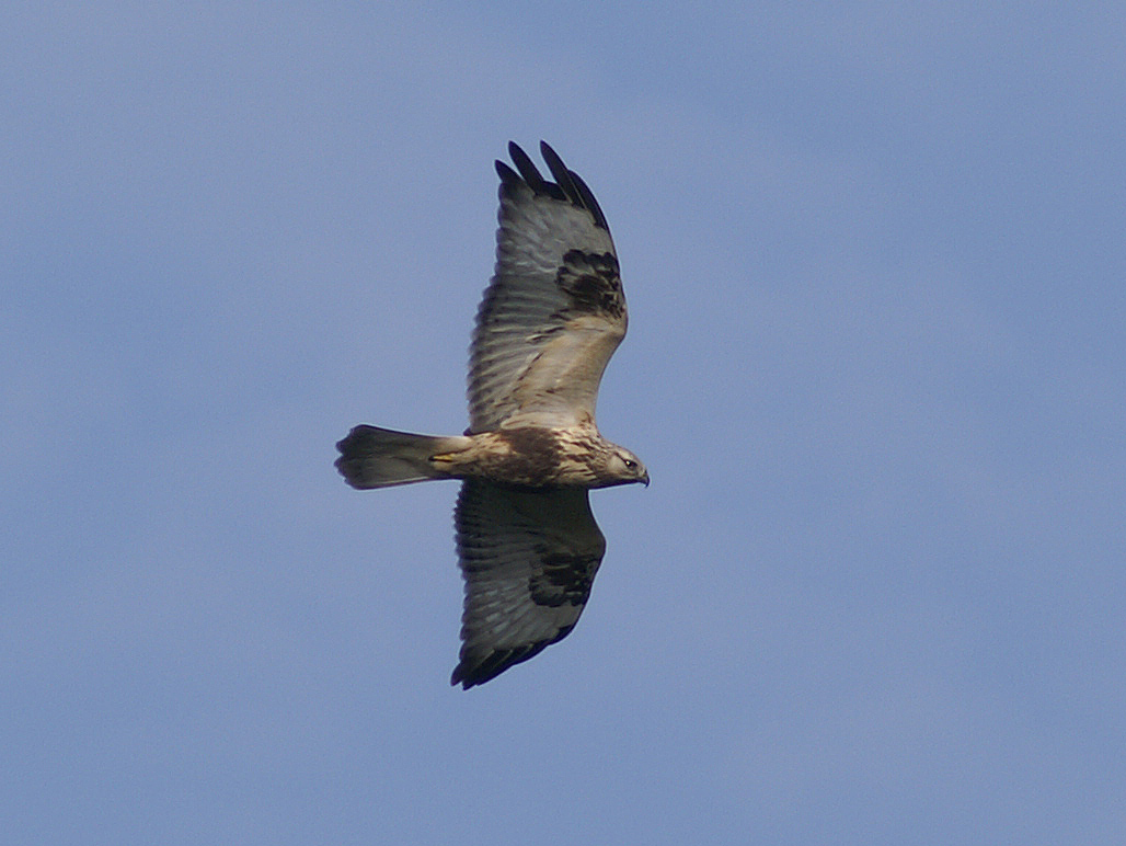 Rough-legged Buzzard (Buteo lagopus)