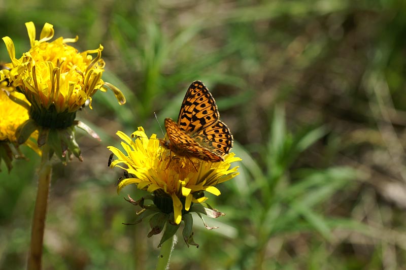 Prydlig prlemorfjril (Boloria euphrosyne)