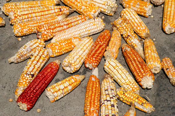 Maiz Cultivado en la Region
