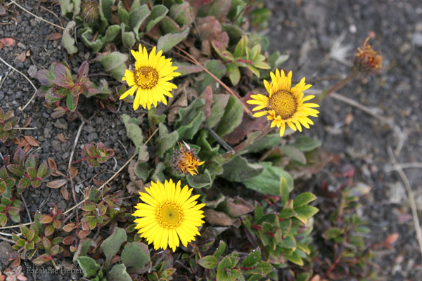 Pequeas Flores Crecen en la Cumbre Tres Marias