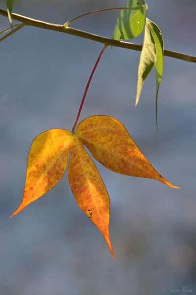 Fall 2008