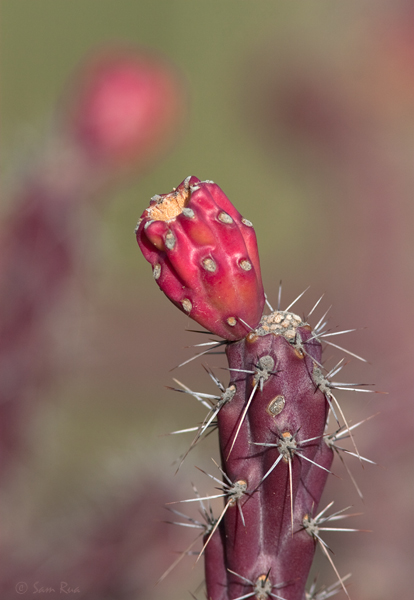 Cholla