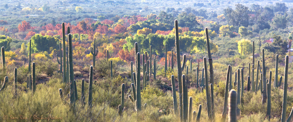 Saguaro Fall