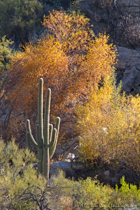 Sabino Fall