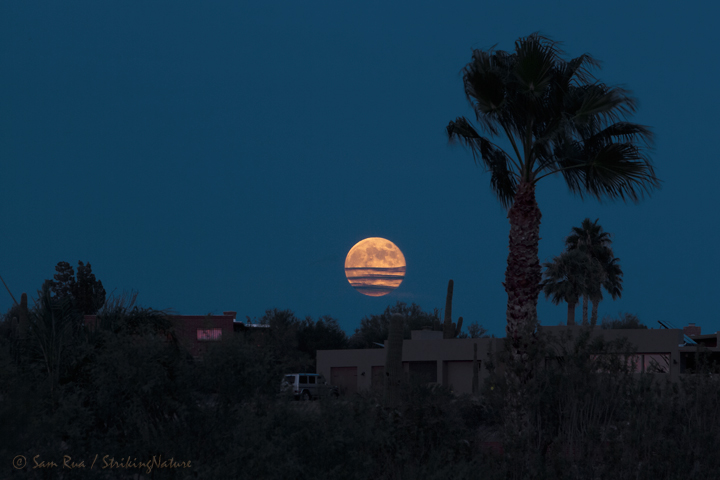 Blue Moon Rising