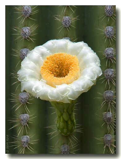 Saguaro Blossom
