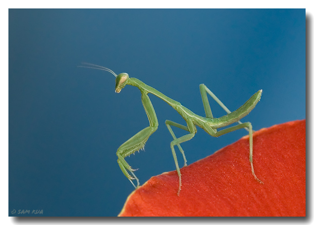 Young Mantis Color
