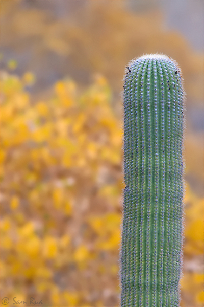 Fall_8763.jpg