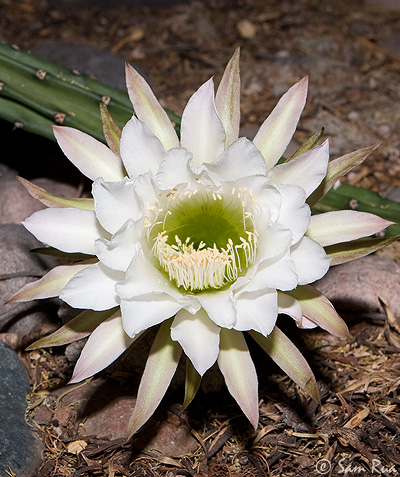 Night Blooming Cereus Cactus