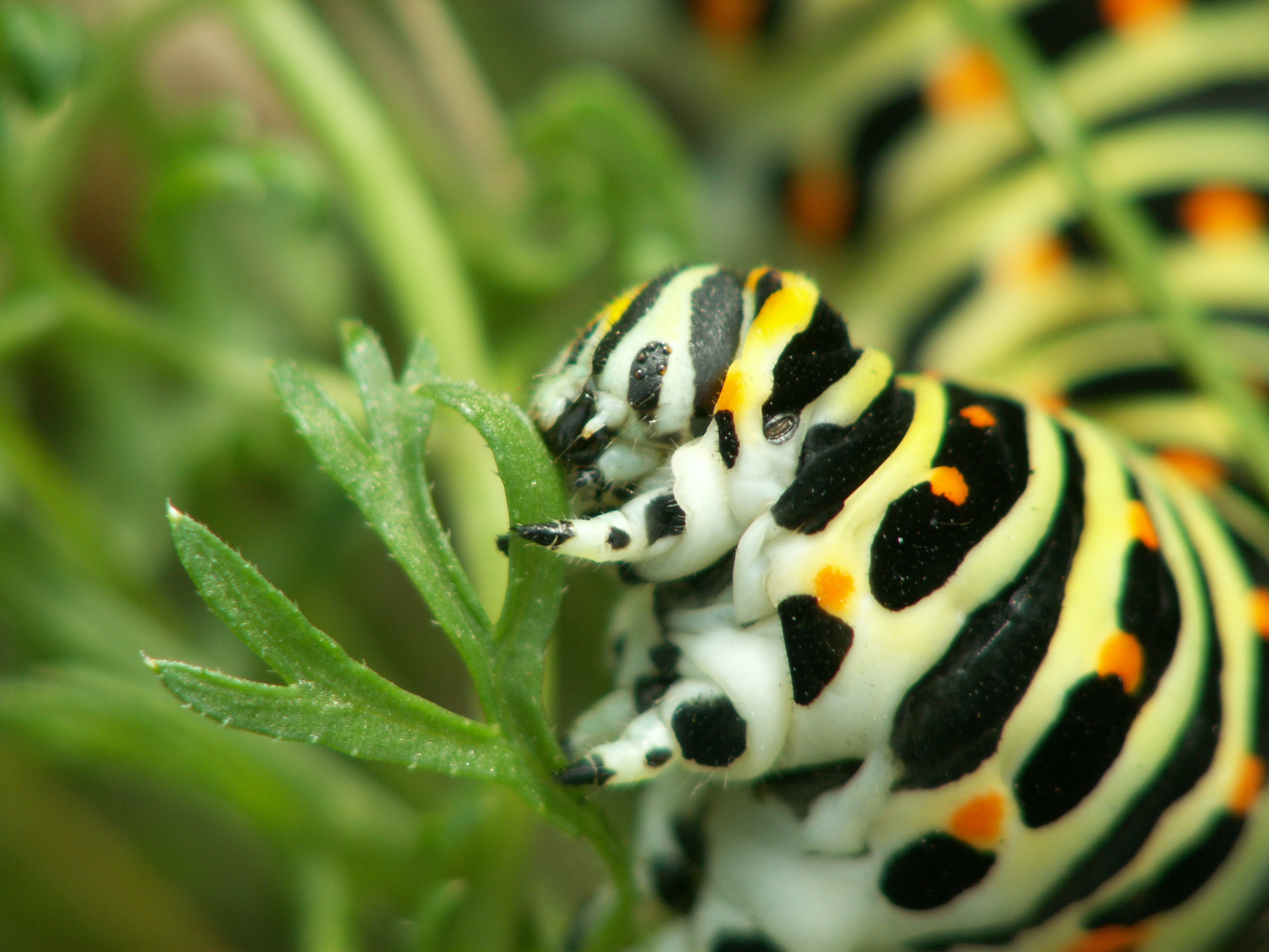 Chenille de machaon