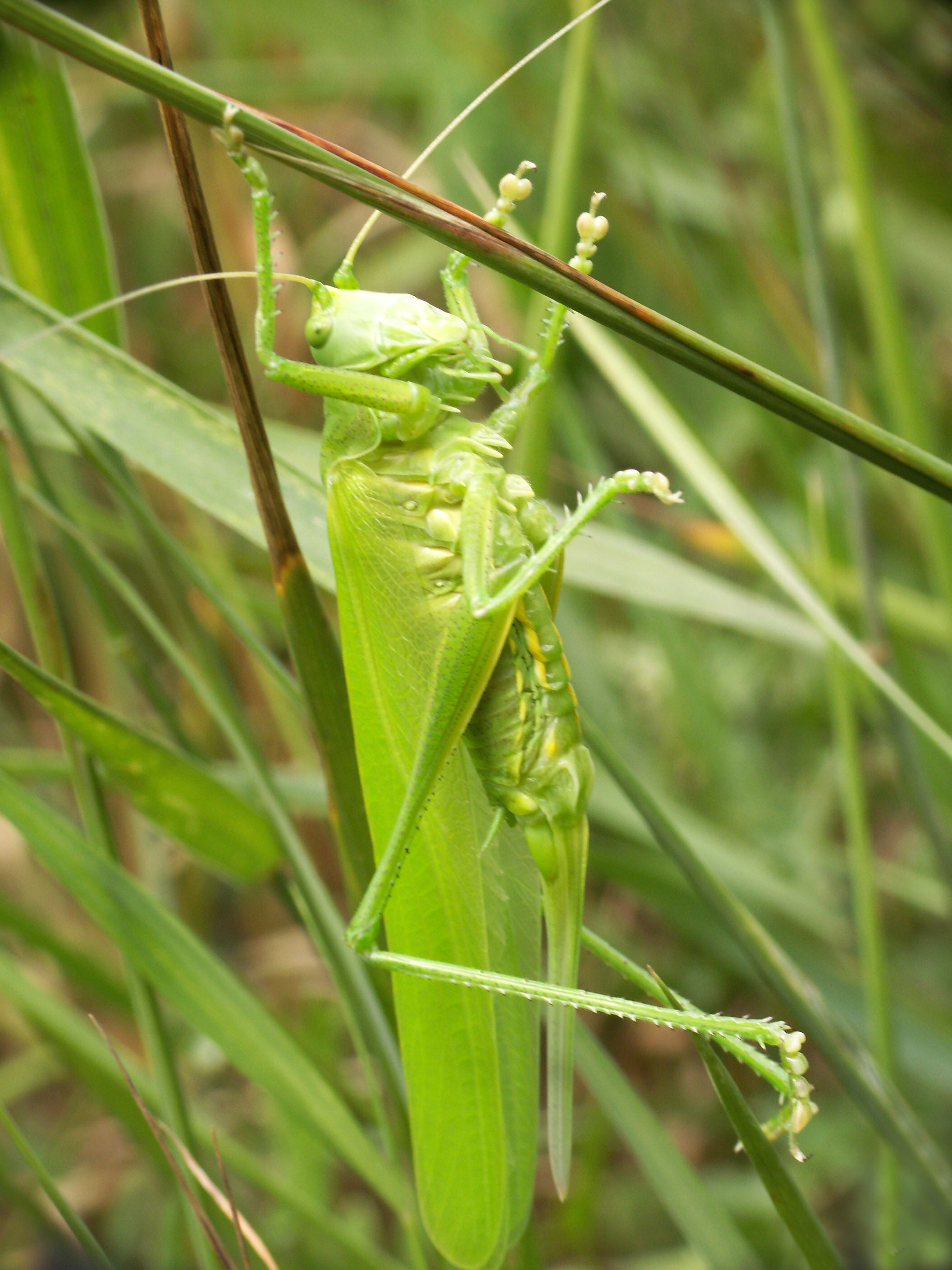 Schage au soleil - Drying on a twig