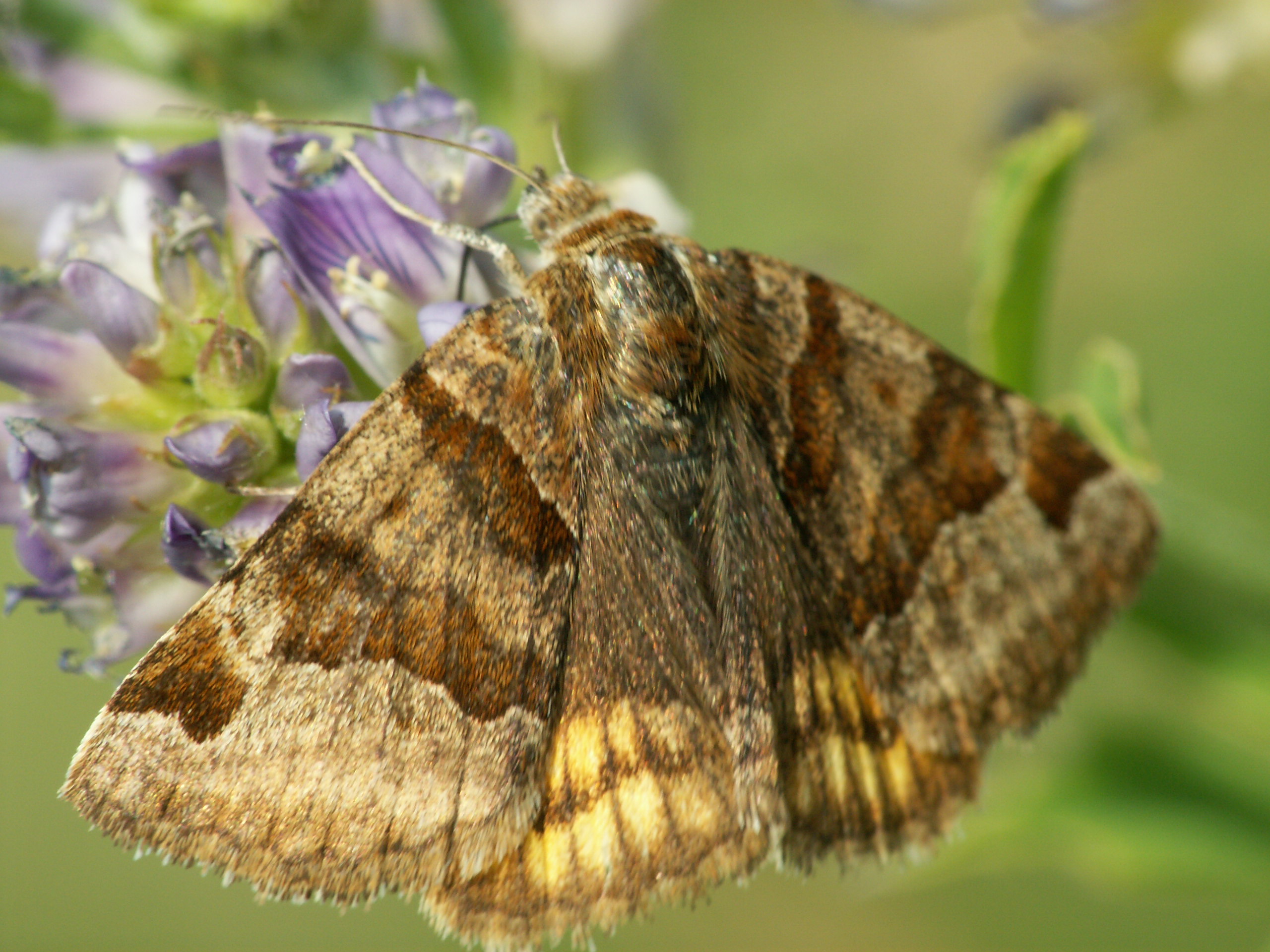 Euclidia glyphica