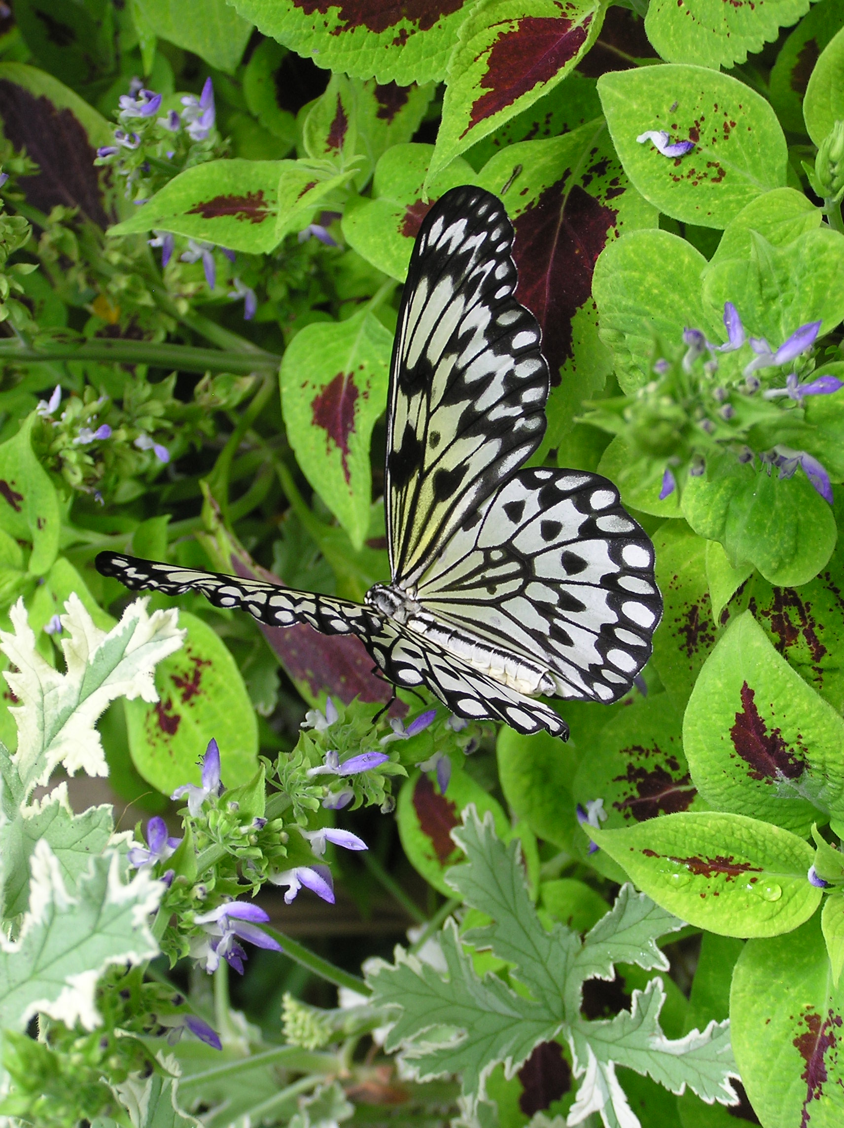 Idea leuconoe gordita