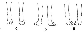 front_legs.jpg