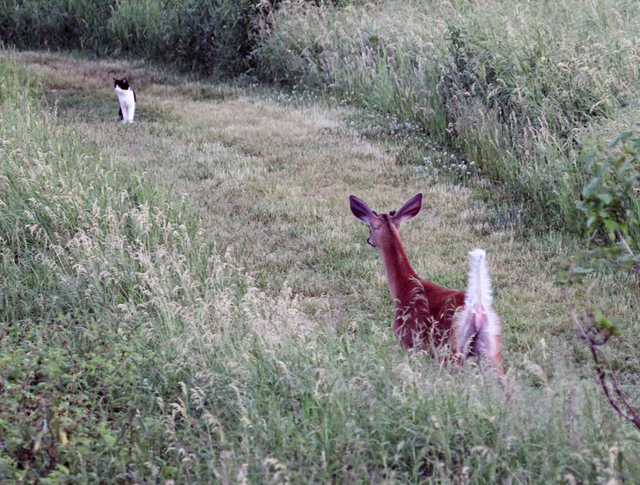 bernard2_2011 06 15_0178--cerf et chat-900.jpg