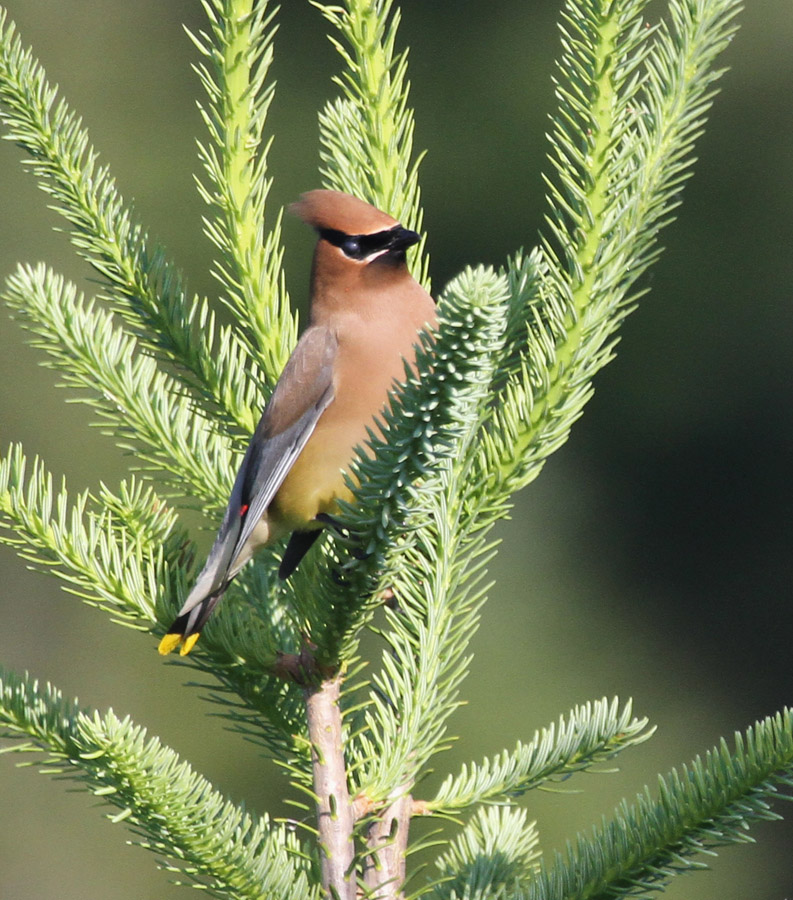 2011 06 20_BALBU_0248_jaseur-900.jpg