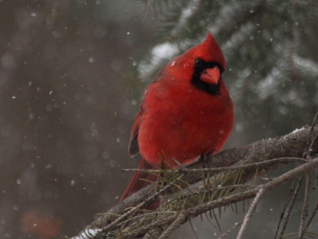 cardinal