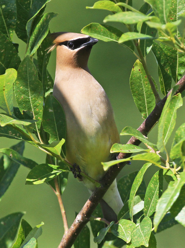 BALBU_2012 07 02_0231_JASEUR-800.jpg