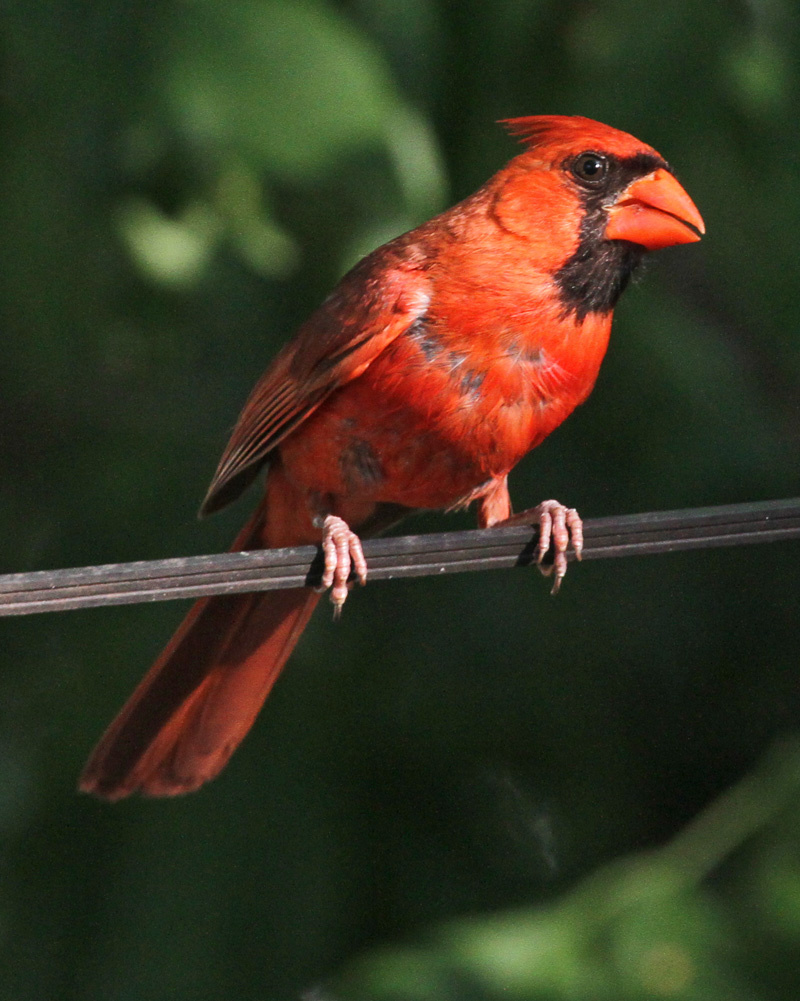 MAISON_2012 08 01_0317--CARDINAL._modifi-1.jpg