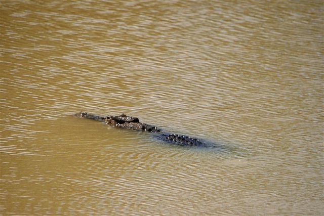 Crocs at Cahill Crossing (2).JPG