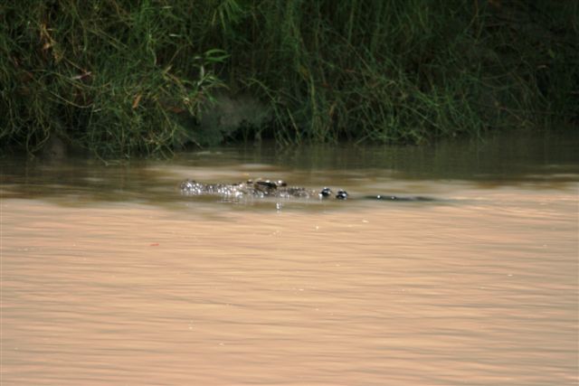Crocs at Cahill Crossing (27).JPG