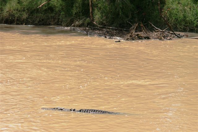 Crocs at Cahill Crossing (30).JPG