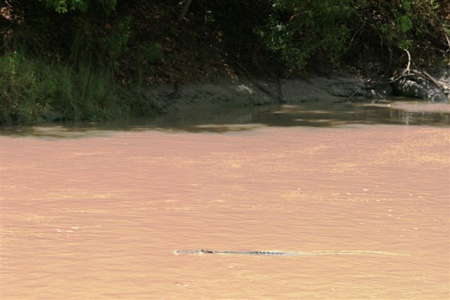 Crocs at Cahill Crossing (31).JPG
