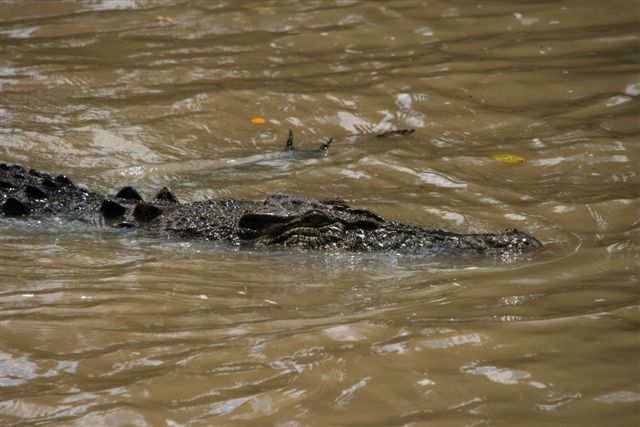 Crocs at Cahill Crossing (38).JPG