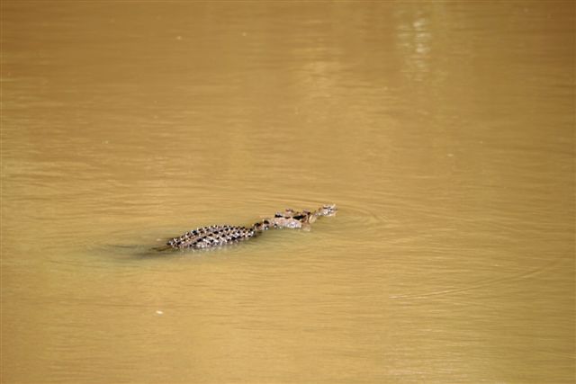 Crocs at Cahill Crossing (4).JPG