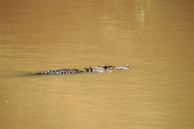 Crocs at Cahill Crossing (5).JPG