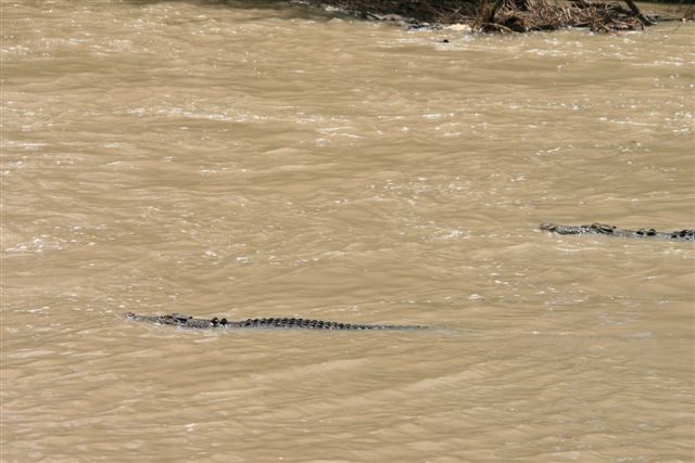 Crocs at Cahill Crossing (53).JPG